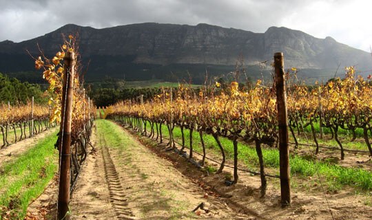 South Africa Vineyard South Africa Vineyard